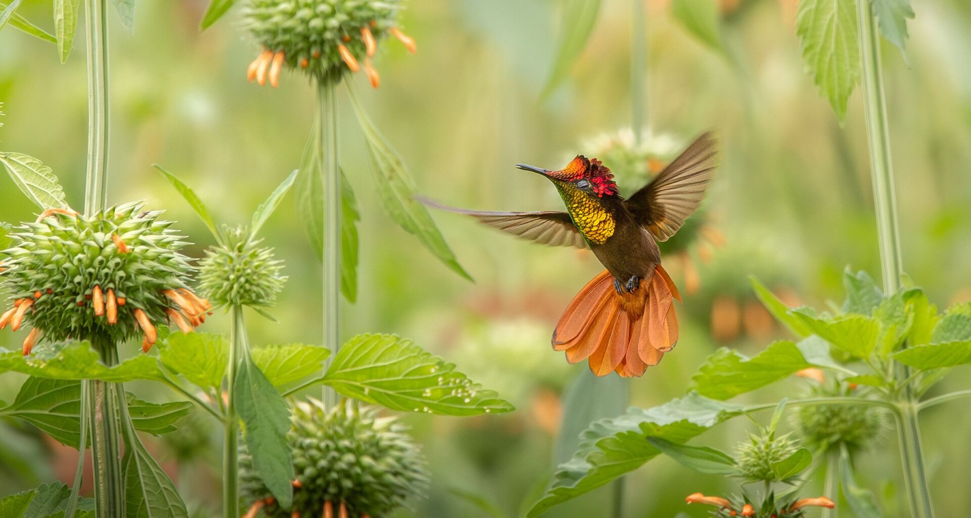 "I searched for the Ruby-topaz Hummingbird for years," says 14-year-old award-winning photographer u2013 until his big day came. He "focused on it just in time"