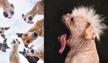 A split-screen image showing a group of greyhounds looking down from above on the left and a hairless dog with a mohawk on the right.