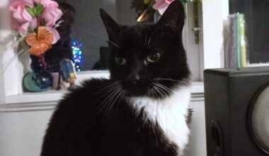 Two dogs dead after fatal Welcome Bay cat attack, charges considered