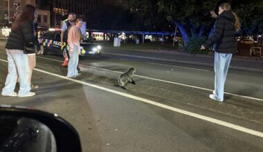 Seal in the city: ‘Very determined’ visitor stops traffic in downtown Wellington