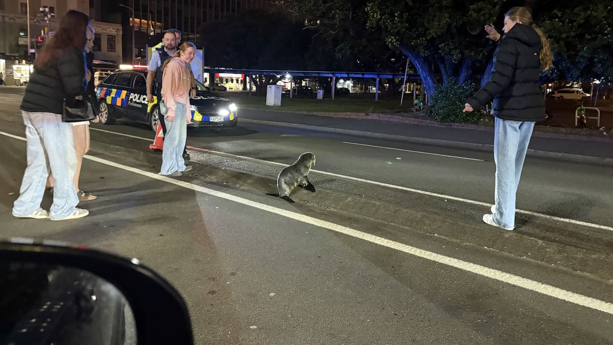 Seal in the city: ‘Very determined’ visitor stops traffic in downtown Wellington