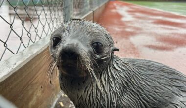 Young NZ fur seal found at Rangitīkei College, more than 20km inland