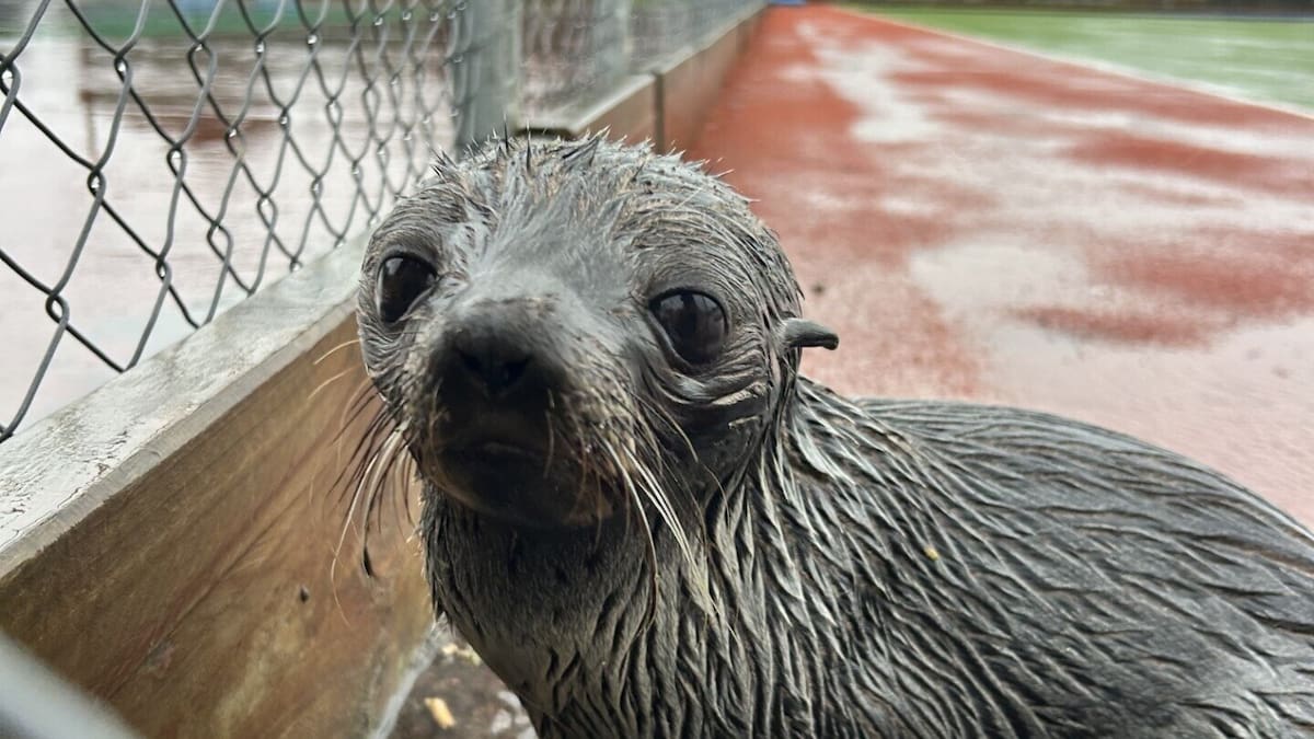 Young NZ fur seal found at Rangitīkei College, more than 20km inland