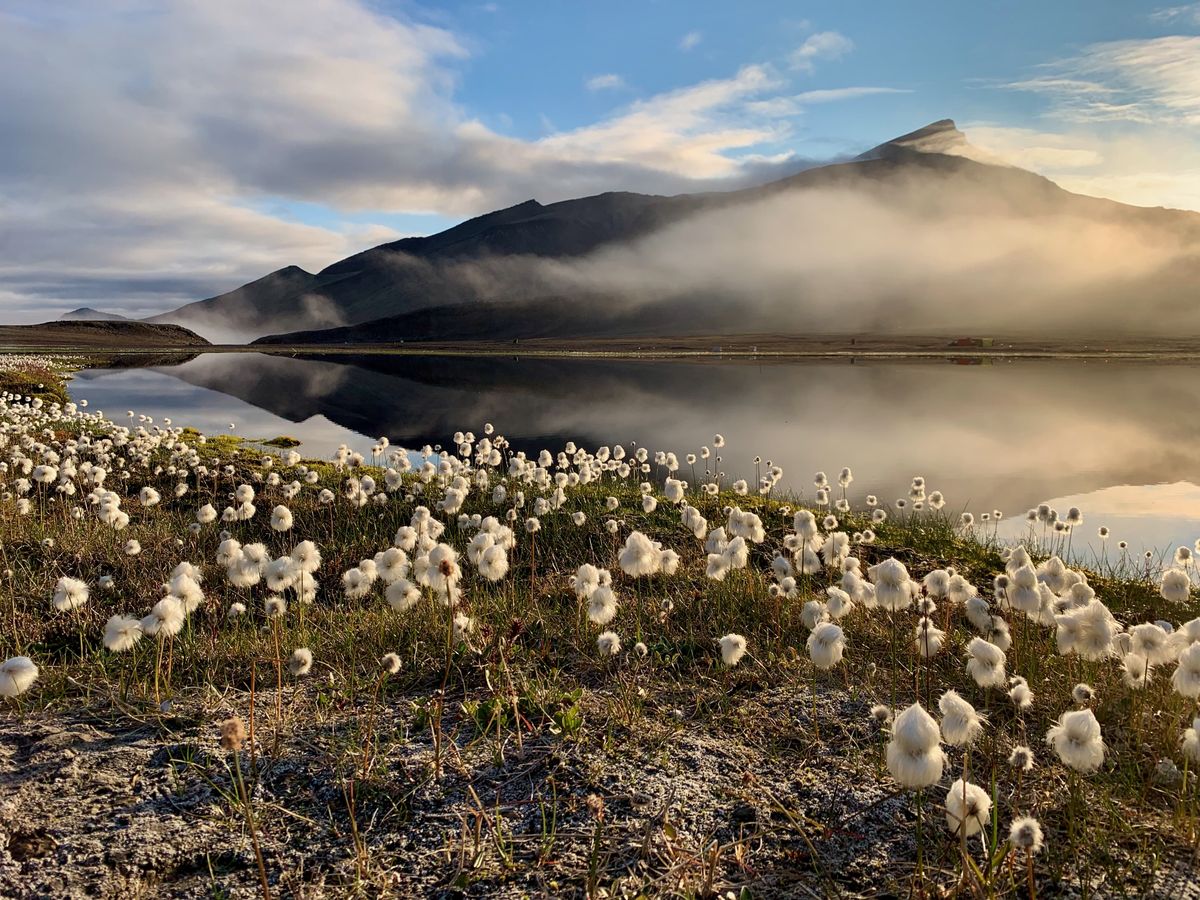 Cottongrass.