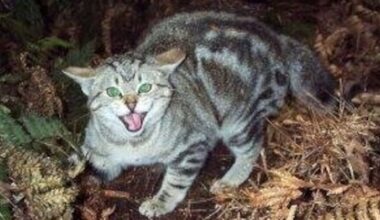 Canterbury cat hunting: Charity seeks ban after 1000 cats killed