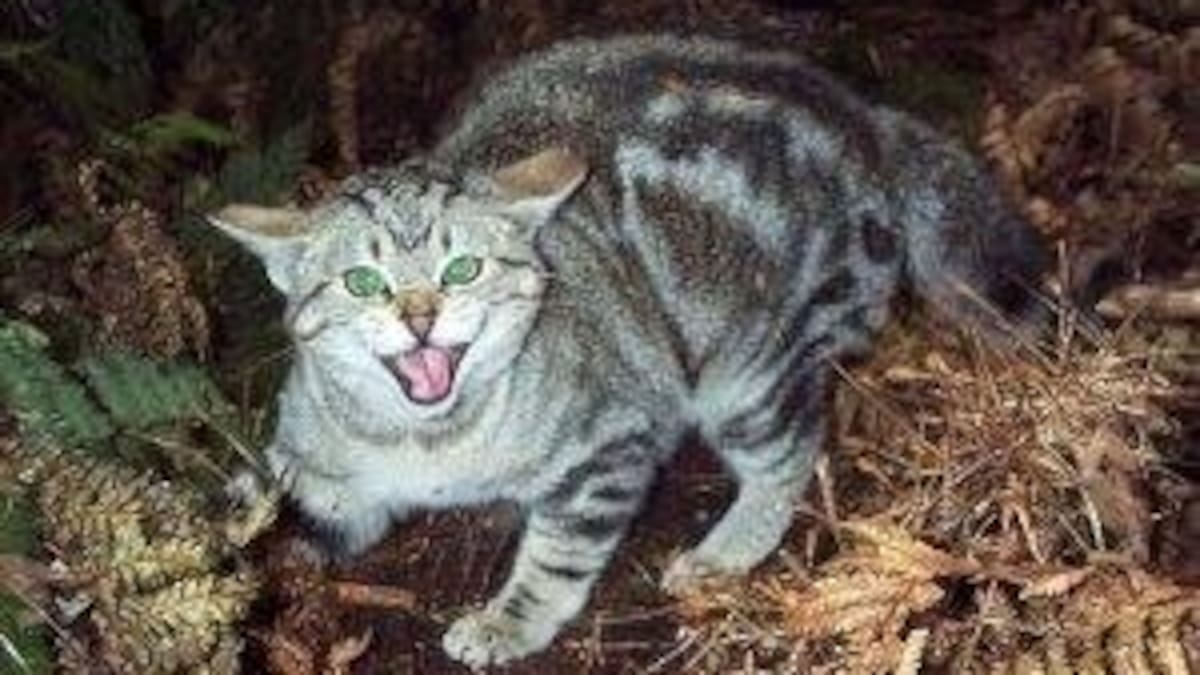 Canterbury cat hunting: Charity seeks ban after 1000 cats killed