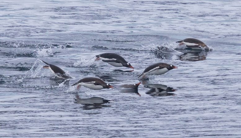 Gentoo Penguin Porpoising