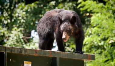 Black Bear Rides on Trash Truck After Getting Dumped (Video)