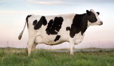 Can Feed Shortages Keep Dairy Prices High? Why the Market’s Normal Cycle May Be Breaking