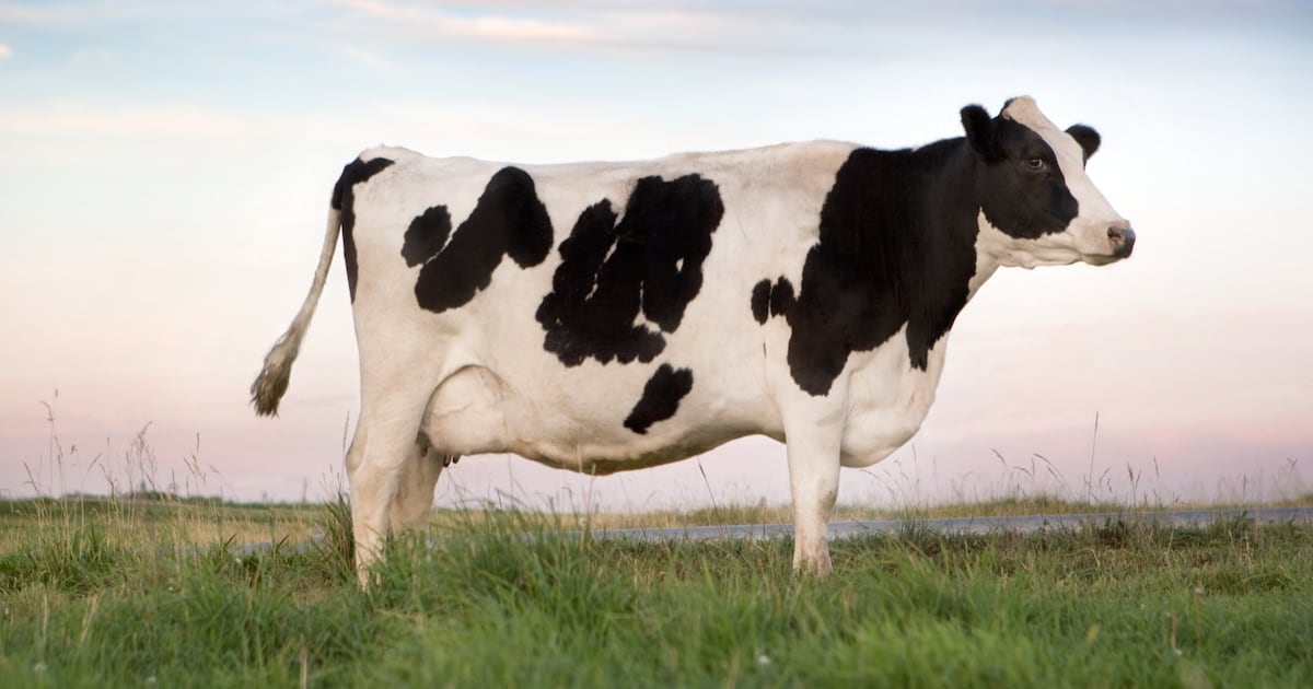 Can Feed Shortages Keep Dairy Prices High? Why the Market’s Normal Cycle May Be Breaking