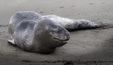 Petone Beach’s leopard seal dies