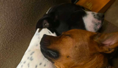 Missing Manukau dogs Mya and Kahlaay: Owner fears they may be used for breeding
