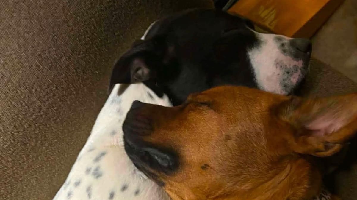 Missing Manukau dogs Mya and Kahlaay: Owner fears they may be used for breeding