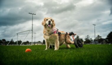 Paralysed golden retriever saved by Auckland owner with big heart