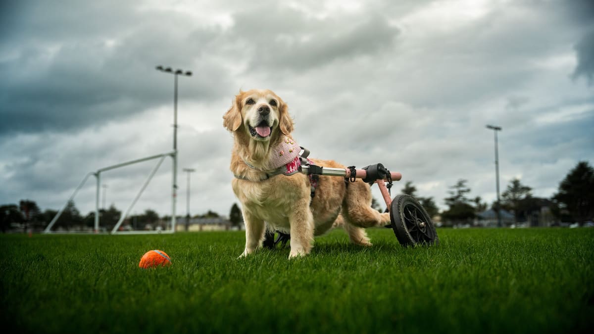 Paralysed golden retriever saved by Auckland owner with big heart