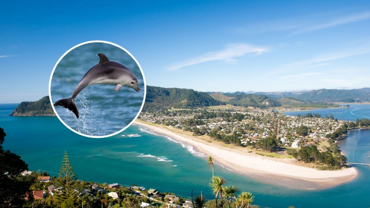 Headless dolphin likely dead before decapitation