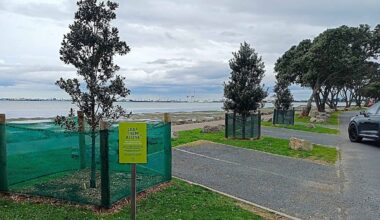 Beach Rd pōhutukawa: Young Tauranga tree poisoned for third time