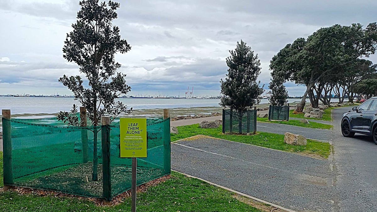 Beach Rd pōhutukawa: Young Tauranga tree poisoned for third time