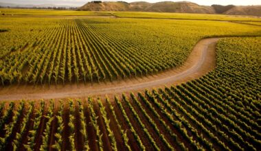Hawke’s Bay wine tourism: 2026 award winners for food, stays and wine tours