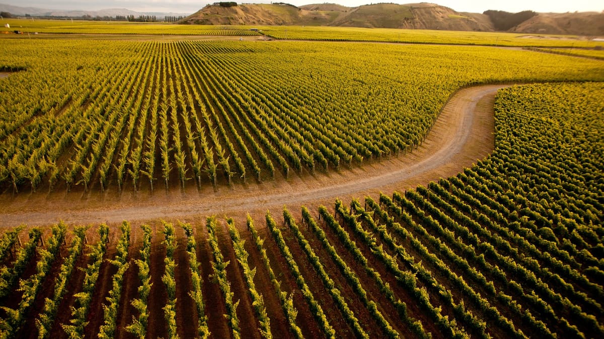 Hawke’s Bay wine tourism: 2026 award winners for food, stays and wine tours