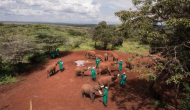 Inside the sanctuary giving Kenya’s orphaned wildlife a second chance