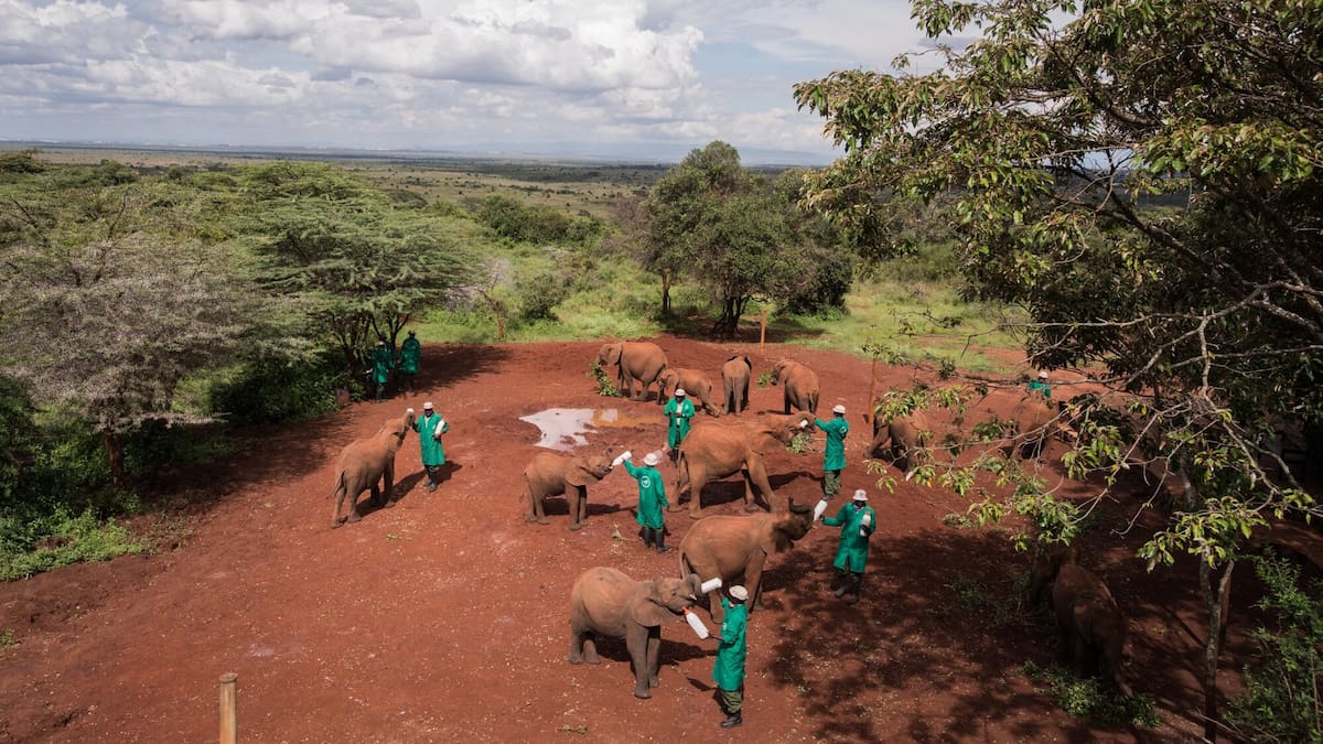 Inside the sanctuary giving Kenya’s orphaned wildlife a second chance
