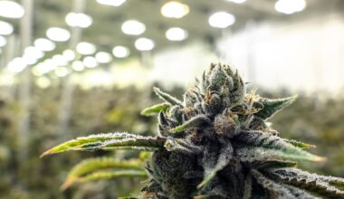 Man charged after police find large-scale cannabis operation in Remuera, Auckland