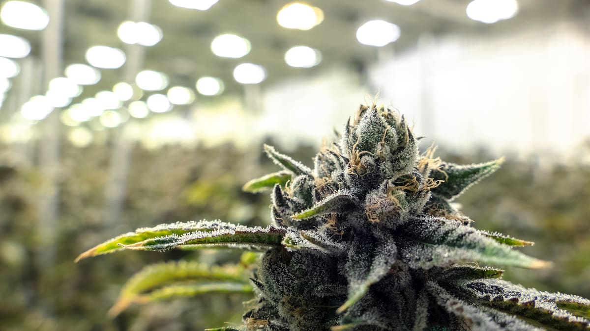 Man charged after police find large-scale cannabis operation in Remuera, Auckland