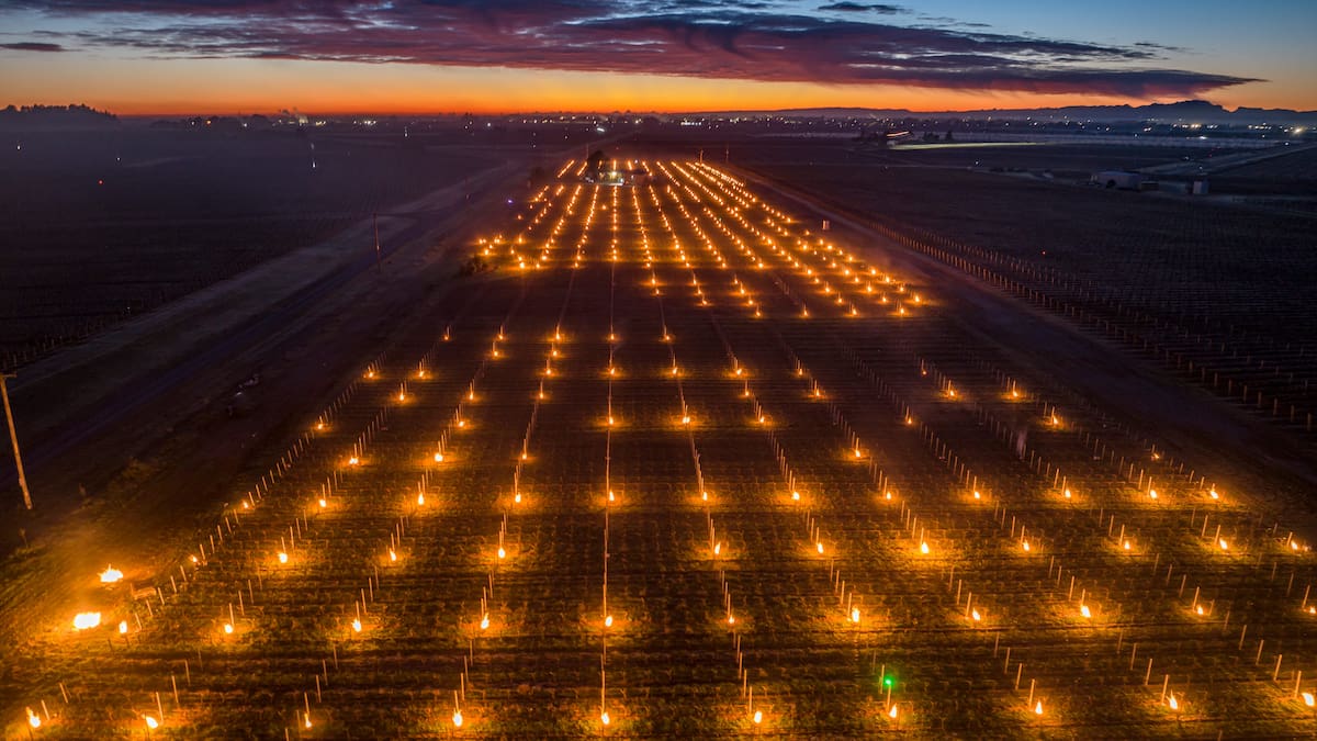 Hawke’s Bay vineyard lit up with 600 candles - no, it’s not an art show