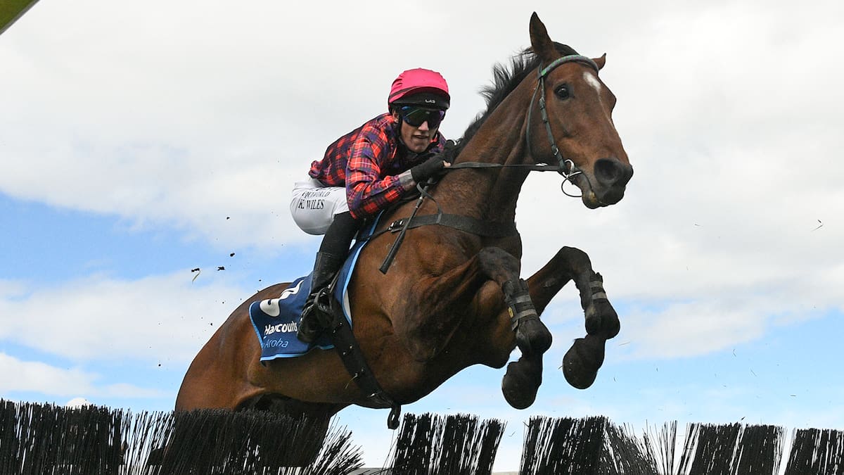 Kevin Myers and Kylan Wiles combine to help punters get a Quid in Great New Zealand Hurdles