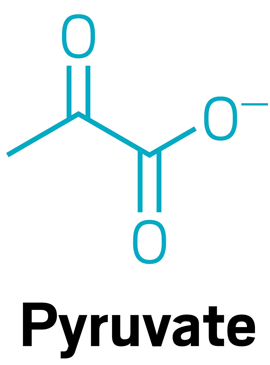 The structure of pyruvate.