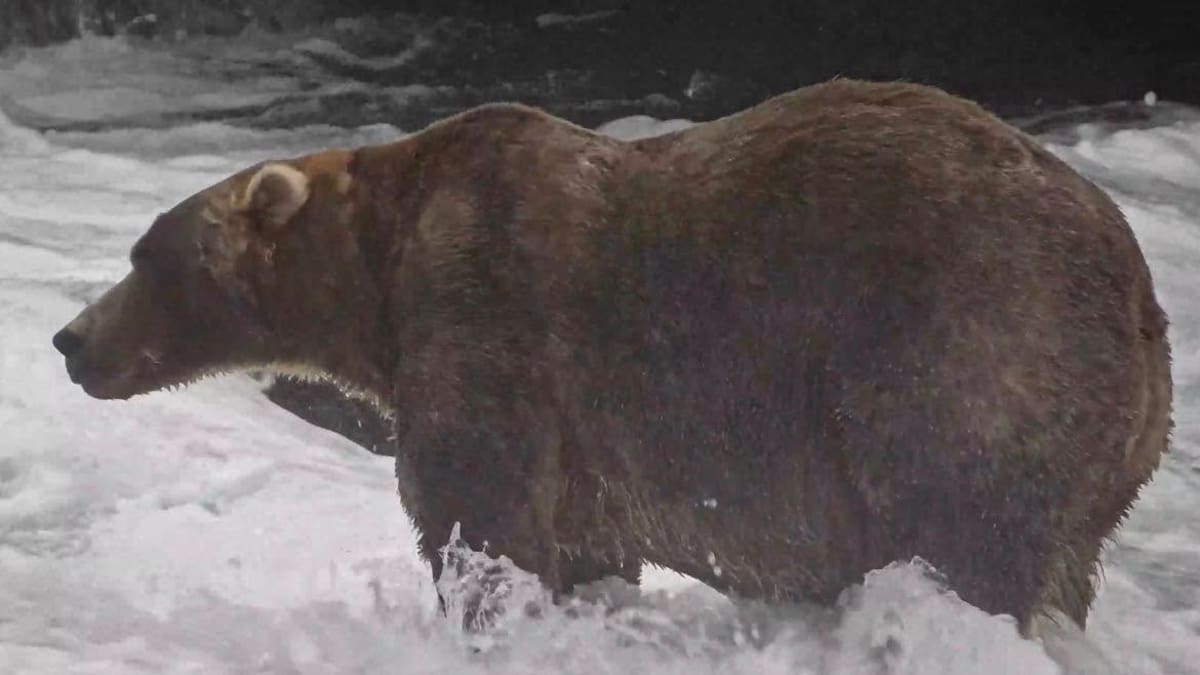 First Hollywood, now Fat Bear Week: nepo baby wins Alaska contest