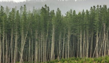 Pastures Past: The early debate over New Zealand’s pine forests