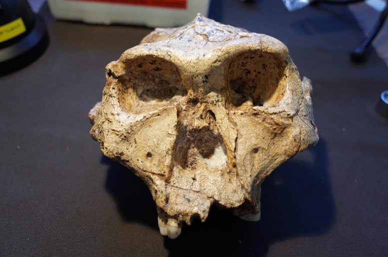 Paranthropus Skull