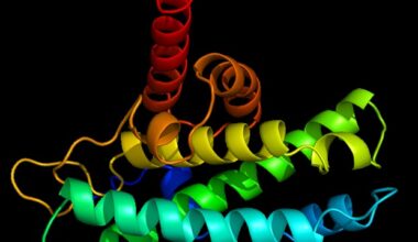 Protein buildup mechanism shapes response to PROTAC drugs