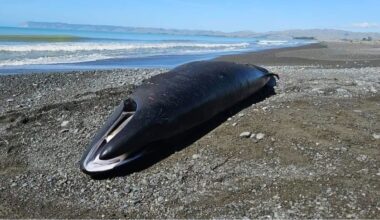 Rare whale found dead on Marlborough coastline