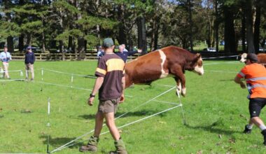 Cattle farmers hoof it to Auckland’s first inner-city bull auction