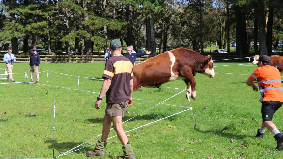 Cattle farmers hoof it to Auckland’s first inner-city bull auction