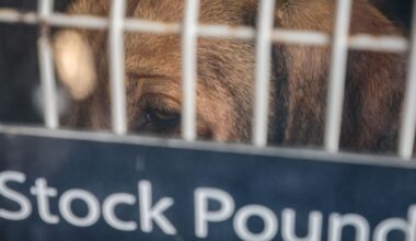 Court fight launched to free Manurewa dog Fat Boy from Auckland Council custody