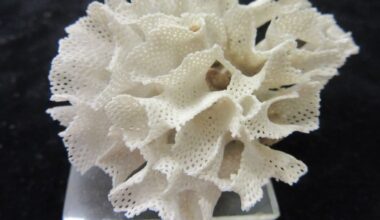 New ancient bryozoan species discovered in southern New Zealand waters