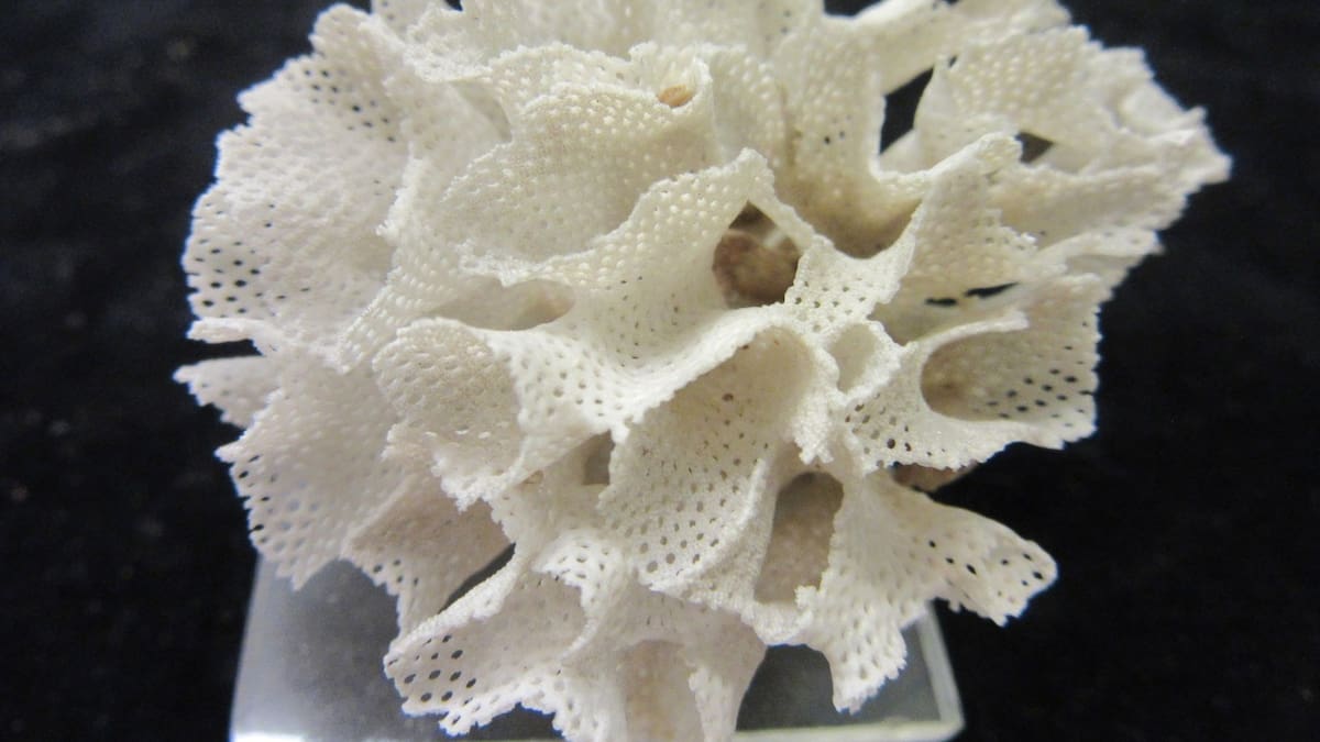 New ancient bryozoan species discovered in southern New Zealand waters