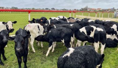 Calf herd breaks fence and makes 15km journey into central Whanganui