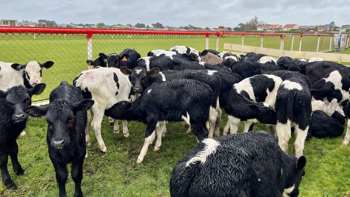 Calf herd breaks fence and makes 15km journey into central Whanganui