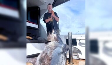 Huge swordfish caught off Hawke’s Bay coast smashes club record