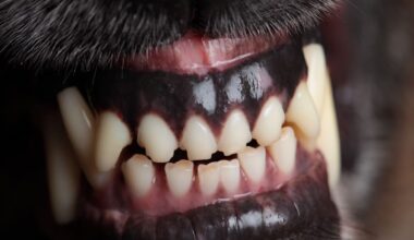 Mt Albert dog attacks: Mother considers moving after son bitten on school run