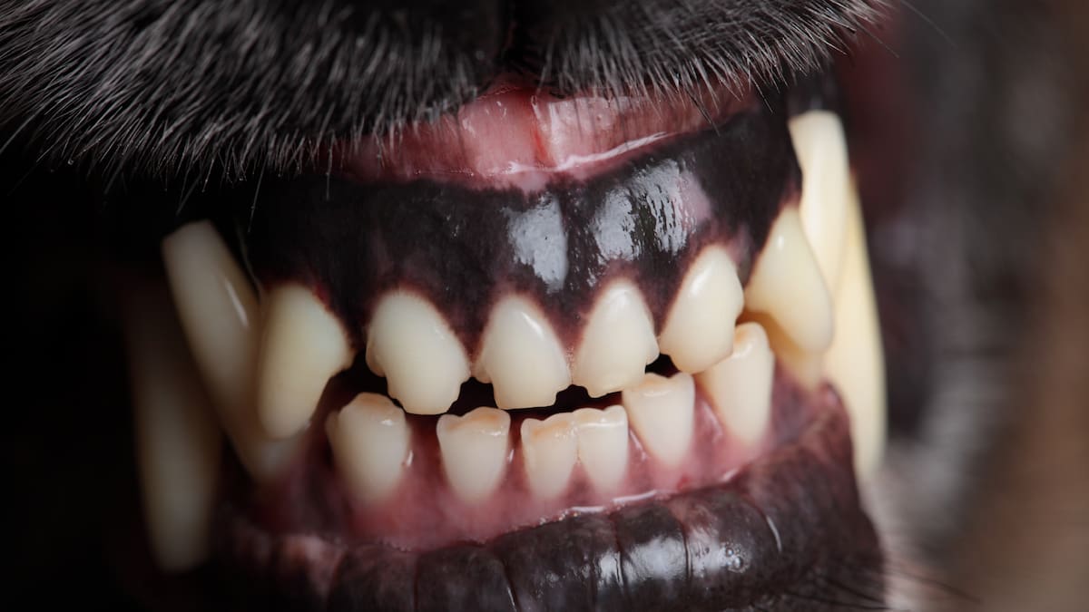 Mt Albert dog attacks: Mother considers moving after son bitten on school run