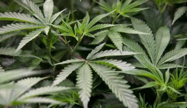 Tenancy Tribunal awards landlord $91,000 after tenants grew cannabis in rental
