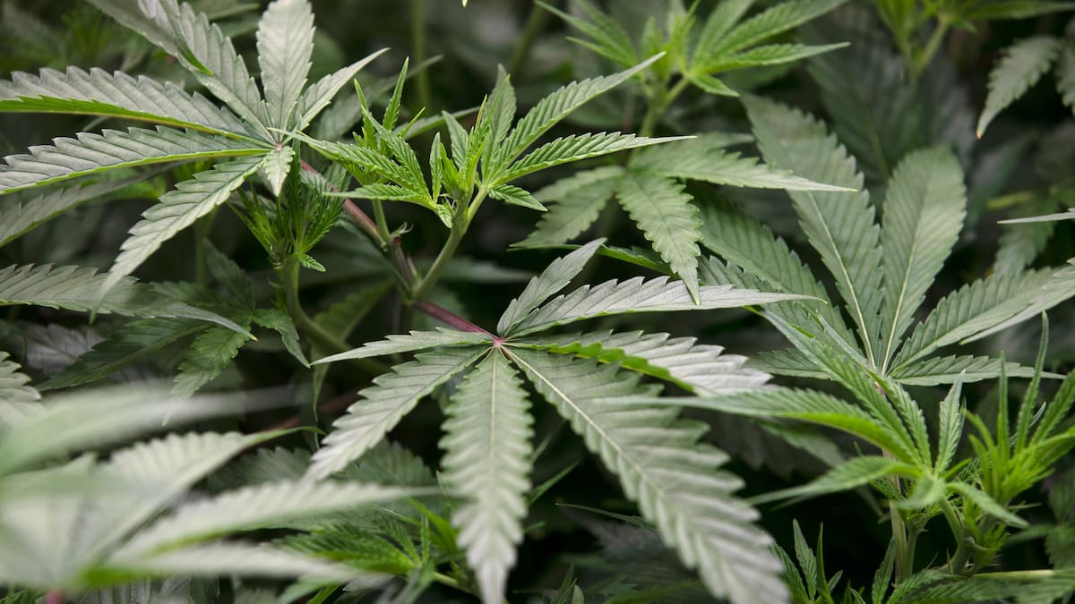 Tenancy Tribunal awards landlord $91,000 after tenants grew cannabis in rental