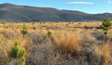 Call for legacy wilding pine forest owners in South Island hotspot to pay for spread