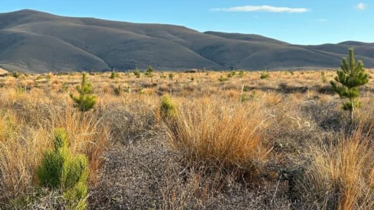 Call for legacy wilding pine forest owners in South Island hotspot to pay for spread